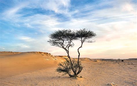 Sahara Desert Trees
