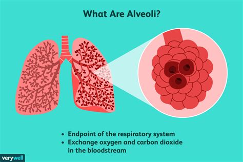 Alveoli Function Structure And Lung Disorders