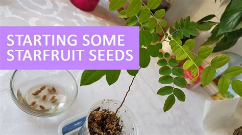 How To Grow A Starfruit Tree From Seed Rona Mantar