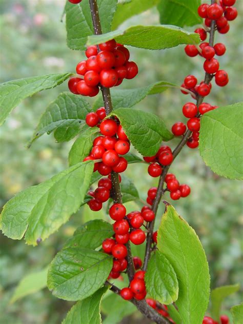 Garden Housecalls - Winterberry holly 'Winter Red'