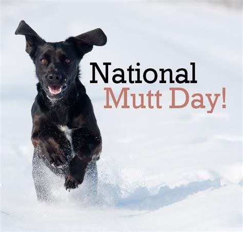 Timeline Photos Pet Health Network Facebook National Mutt Day