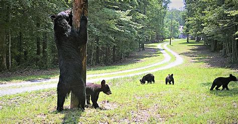 Beware Of Hungry Bears On The Prowl Main Street Media Of Tennessee