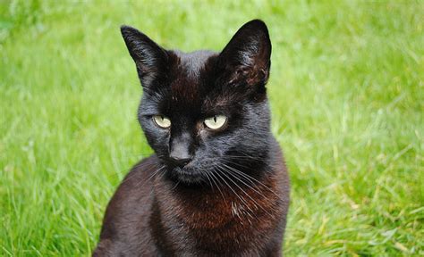 Los Gatos Negros Y Sus Características Que Enamoran Mascotas