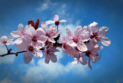Free Image On Pixabay Cherry Blossom Bloom Blossom Cherry