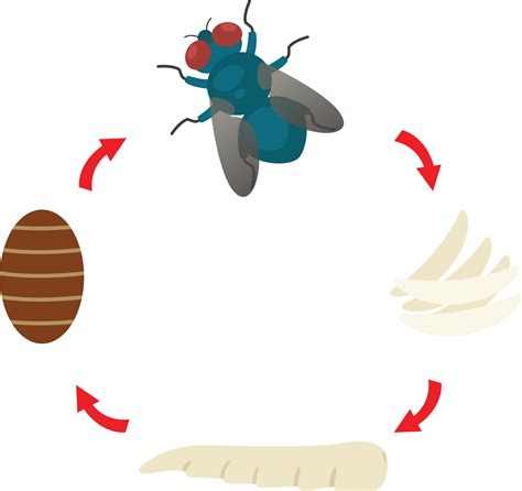 Illustration Life Cycle Housefly Vector 3240058 Vector Art At Vecteezy