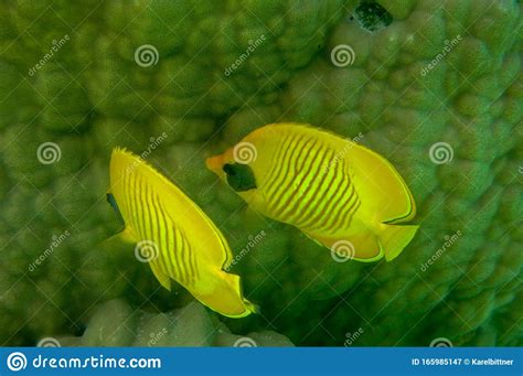 A Pair Of Bright Yellow Coral Fish At Mating Season