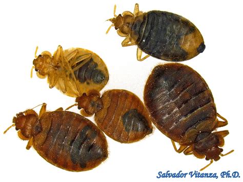Hemiptera Heteroptera Cimicidae Cimex Lectularius Common Bed Bug A