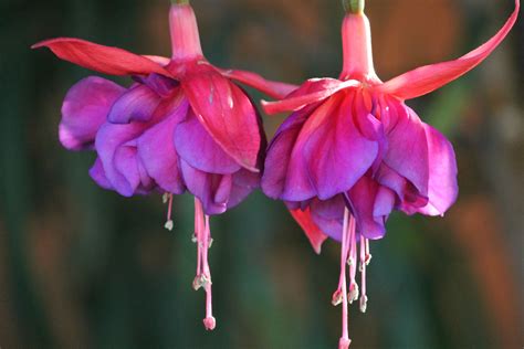 Fuschia May 2017 Flowers Plants Rose