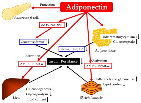 Ijms Free Full Text Beneficial Effects Of Adiponectin On Glucose