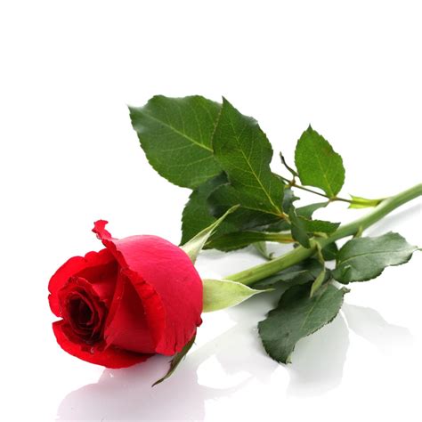 Fresh Red Rose 1pc Online At Best Price Fresh Cut Flowers Lulu Uae