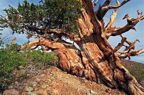 Ancient Bristlecone Pine Tree Stock Photo Image Of Dating Wood 8830972