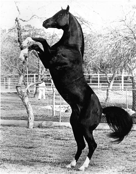 Cass Ole The Arabian Stallion Who Was The Star Of The 1979 Movie The