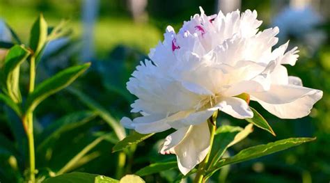 21 White Peony Varieties For Your Flower Garden