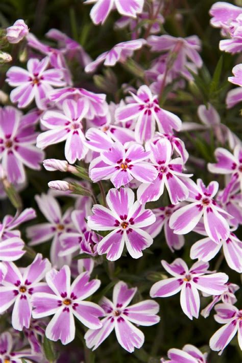 Candy Stripe Creeping Phlox Phlox Subulata Candy Stripe Monrovia Plant