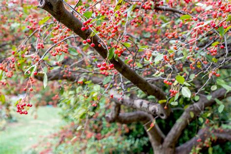 How To Grow And Care For Flowering Crabapple