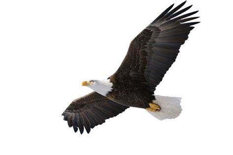Free Clipart Of Eagles Soaring 10 Free Cliparts Download Images On