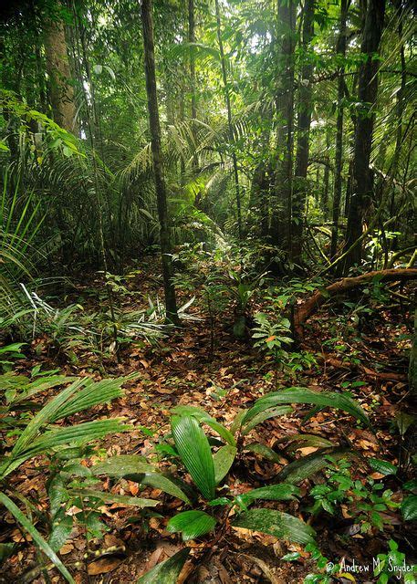 Enchanting Rainforest In Iwokrama Guyana