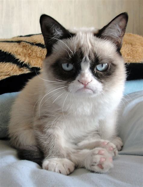 What Breed Is Grumpy Cat Catsinfo
