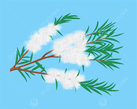 Melaleuca Trees Png Vector Psd And Clipart With Transparent