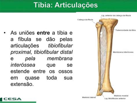 Aula 07 Radiologia Anatomia Do Esqueleto Apendicular Tíbia E Fíbula