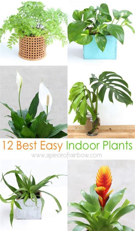 12 Best Air Purifying Indoor Plants You Wont Kill In