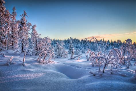 Winter Frozen Forest Wallpaper Nature And Landscape Wallpaper Better