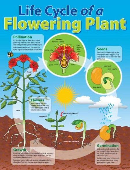 Flower Plant Life Cycle Diagram