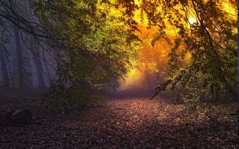 Wallpaper 1400x875 Px Atmosphere Fairy Tale Fall Forest