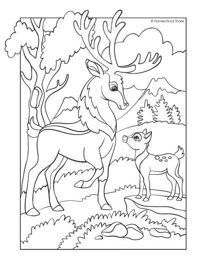 Top 148 Realistic Forest Animals Coloring Pages