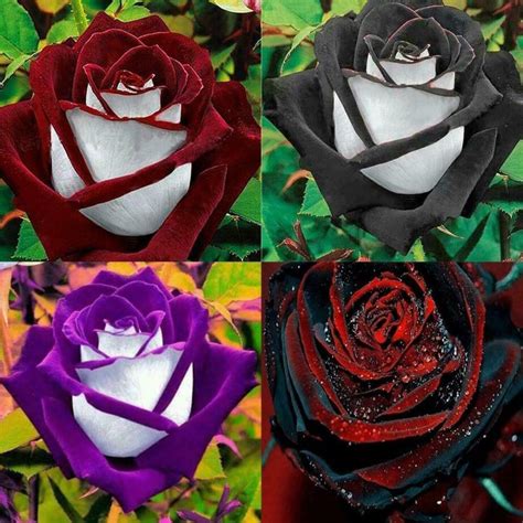 Exotic Roses Mix Seeds 4 Sale Here Online Oz 8 Pp Sunblest Products