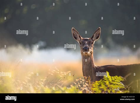 Red Deer In Richmond Park Stock Photo Alamy