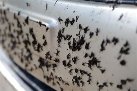Love Bugs Invade Arkansas East Texas And Louisiana Red River Radio