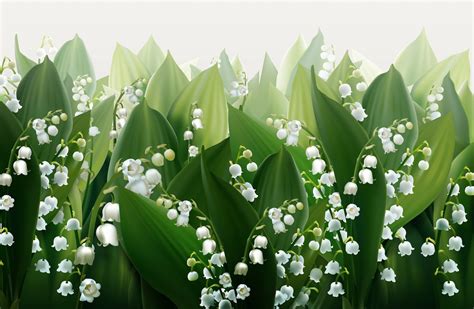 Little Known Facts Lily Of The Valley Flower Knowinsiders