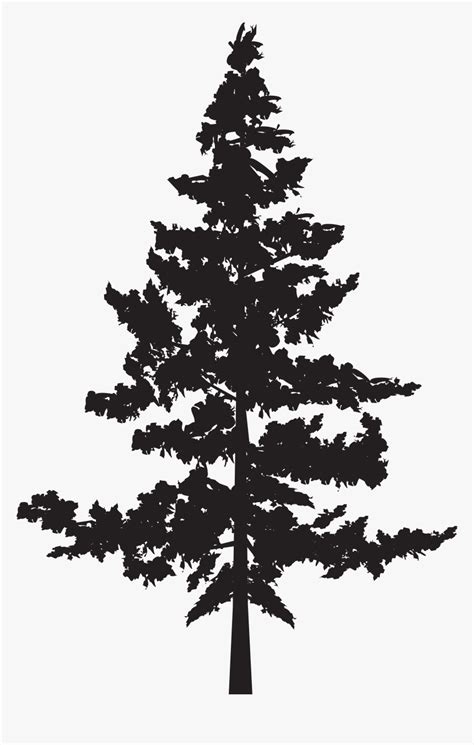 Black Pine Tree Pinus Contorta Png Pine Trees Silhouette Transparent