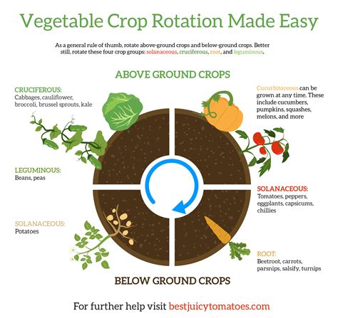 Crop Rotations Crop Rotation Growing Tomatoes Tomato Garden