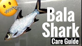 Bala Shark Care Tank Mates Feeding Full Grown Doovi