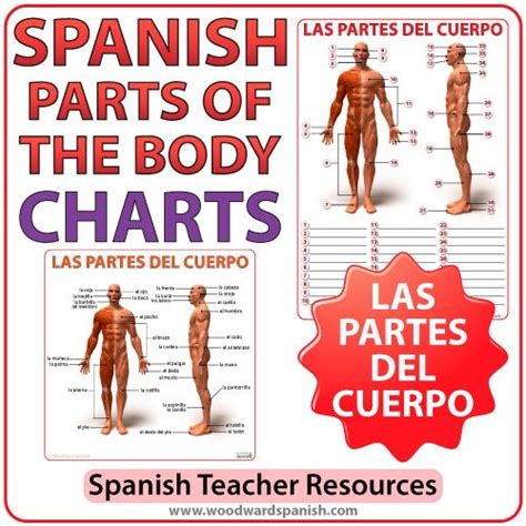 Spanish Parts Of The Body Charts Partes Del Cuerpo Woodward Spanish