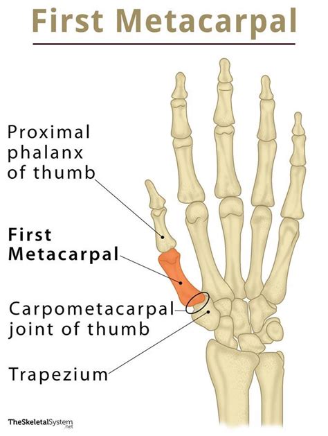 Hand Bone Anatomy 3rd Metacarpal