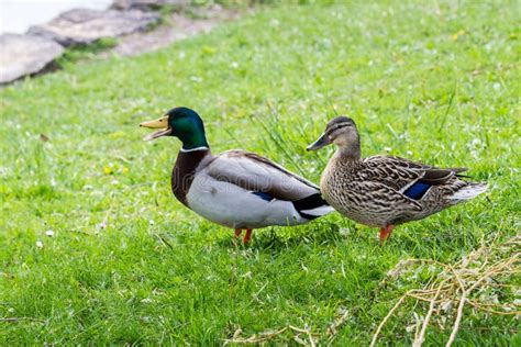 Mating Pair Of Mallard Ducks On Grass Stock Image Image Of Side