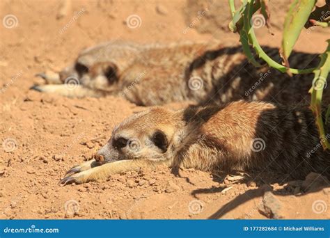 Two Meerkats Lying Down Together For A Rest Stock Photo Image Of