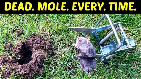 How To Get Rid Of Moles In Your Yard And Garden
