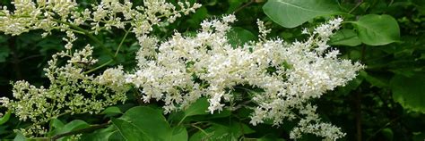 Japanese Tree Lilac Photos ~ Lilac Tree Japanese Lilacs Landscaping Ivory Bushes Knecht Silk