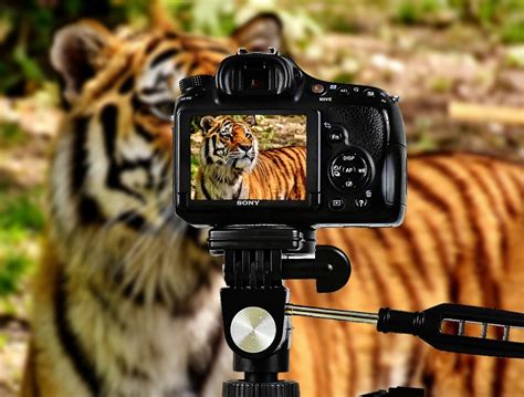 The 7 Best Wildlife And Bird Photography Cameras 2020