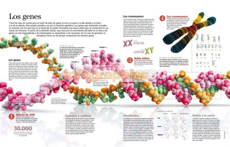 Infografía Los Genes Infographics90