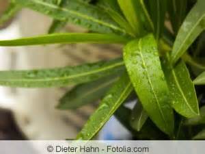 Damit sie die pflanze vor solchen angriffen bewahren, erkennen und behandeln sie diese. Die häufigsten Krankheiten beim Oleander - Gartenlexikon.de