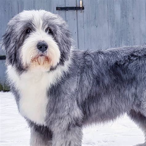 Groomed Bearded Collie