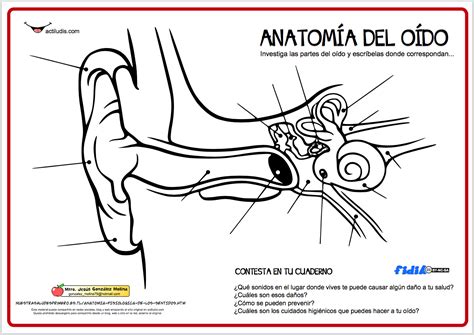 Anatomía Del Oído Actiludis Anatomía El Contador Pelicula Oido