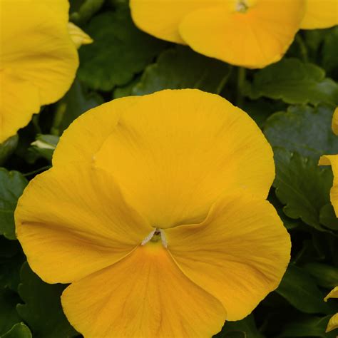 Outsidepride Pansy Yellow 2000 Seeds