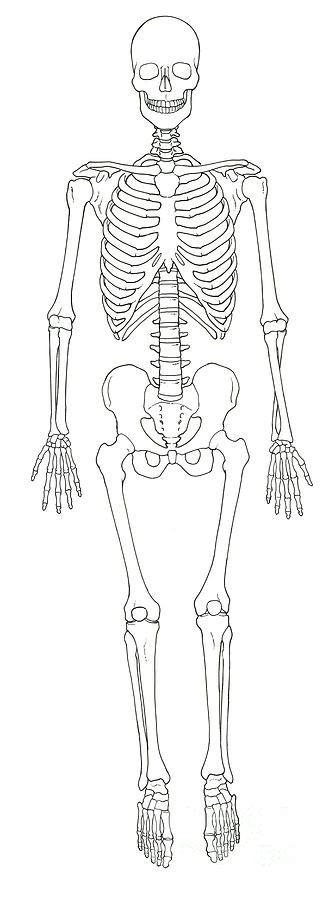 Illustration Of Human Skeleton Photograph By Science Source