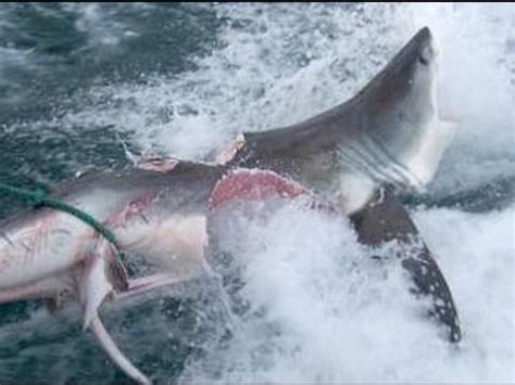 Killer Whale vs Great White Shark - YouTube